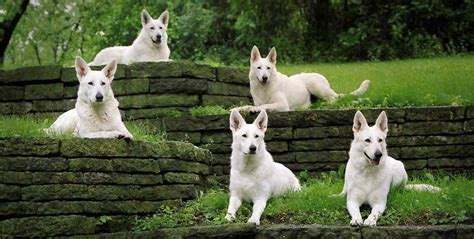 white german shepherd dog rescue.